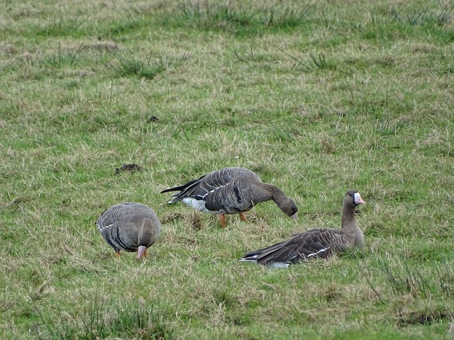 主帅瓜迪奥 主帅瓜迪奥